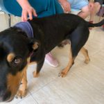 Video Taller Teràpia amb gos. 🐕🐾