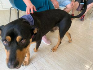 Video Taller Teràpia amb gos. 🐕🐾
